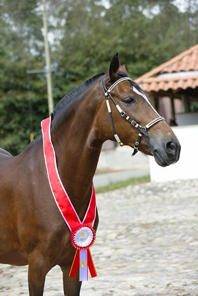 Pectoral con Lurex en Banda y 2 Rosetas