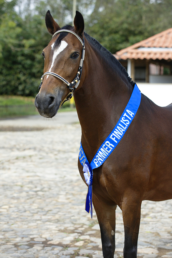 Pectoral con Variable en Banda con Plotter