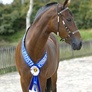 Pectoral con Variable en Banda con Plotter