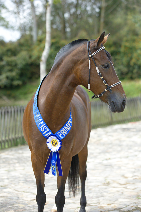 Pectoral con Variable en Banda con Plotter
