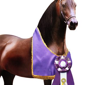 Manta Equina Jóvenes y en Proceso