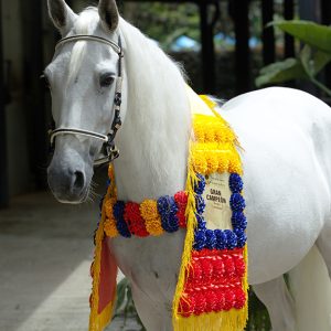 Tapete con Claveles, Plisados y Placa