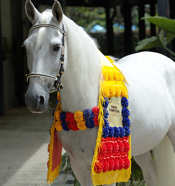 Tapete con Claveles, Plisados y Placa